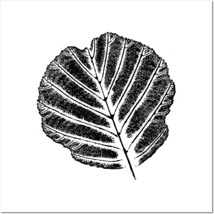 Leaf - Ash Tree / Nature & Plant Design Posters and Art